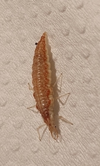 Nineta