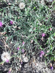 Centaurea aspera
