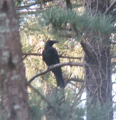 Corvus macrorhynchos