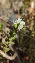 Origanum onites