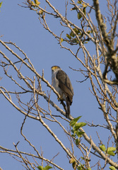 Accipiter bicolor
