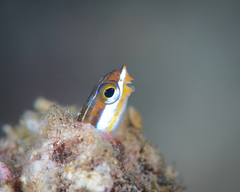 Plagiotremus goslinei