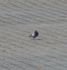 Columba livia domestica