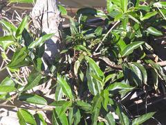 Tacazzea apiculata