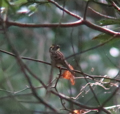 Emberiza elegans