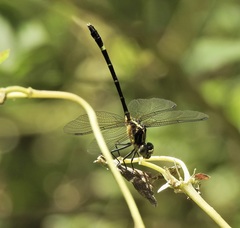 Austrogomphus prasinus