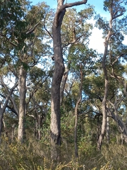 Eucalyptus marginata marginata