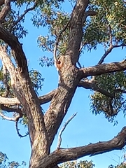 Eucalyptus marginata marginata