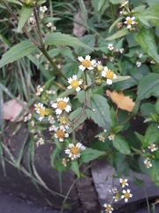 Galinsoga quadriradiata
