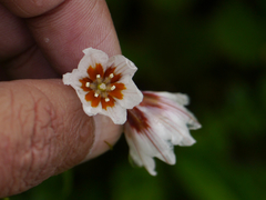Gagea longiscapa