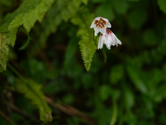 Gagea longiscapa