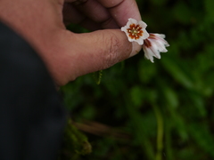 Gagea longiscapa