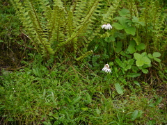 Gagea longiscapa