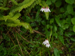 Gagea longiscapa