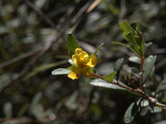 Hibbertia melhanioides