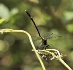 Austrogomphus prasinus
