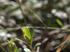 Hibbertia melhanioides