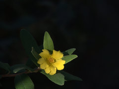 Hibbertia melhanioides