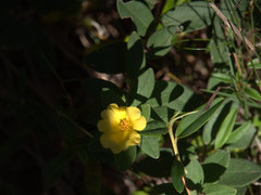 Hibbertia melhanioides