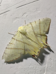 Ourapteryx primularis