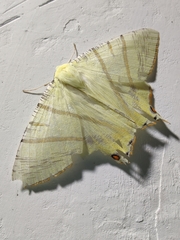 Ourapteryx primularis