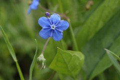 Omphalodes verna