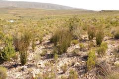 Thamnochortus karooica