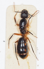 Camponotus sexpunctatus