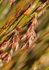 Thamnochortus karooica
