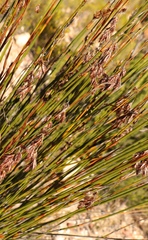 Thamnochortus karooica