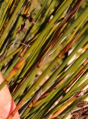 Thamnochortus karooica