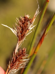 Thamnochortus karooica