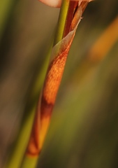 Thamnochortus karooica