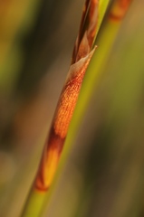 Thamnochortus karooica