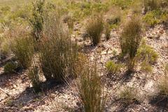 Thamnochortus karooica