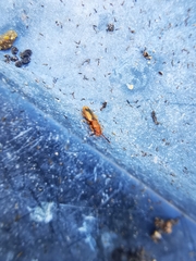 Cryptamorpha desjardinsi