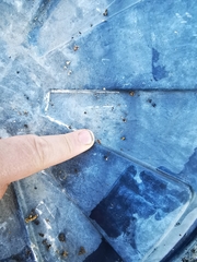 Cryptamorpha desjardinsi