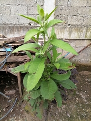 Blumea balsamifera