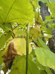 Catalpa bignonioides