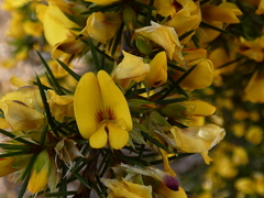 Pultenaea acerosa