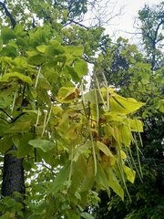 Catalpa bignonioides