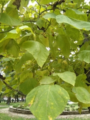 Catalpa bignonioides