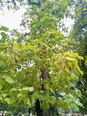 Catalpa bignonioides