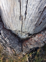 Eucalyptus marginata marginata