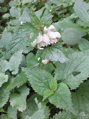 Lamium album