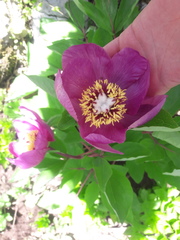 Paeonia mascula