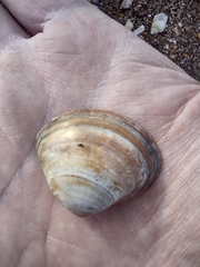 Mactra stultorum