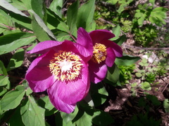 Paeonia mascula