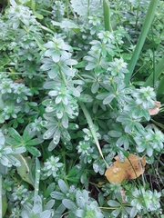 Galium mollugo