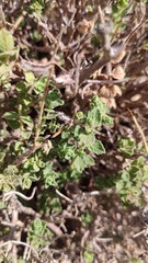 Origanum onites